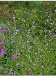 Image result for Succisella inflexa