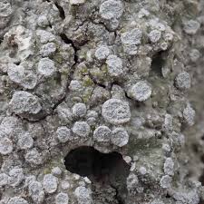 Attēlu rezultāti vaicājumam “Pertusaria albescens”