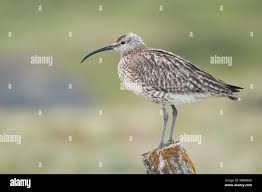 Attēlu rezultāti vaicājumam “Numenius phaeopus adult”