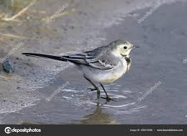Attēlu rezultāti vaicājumam “Motacilla alba juvenile”