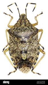 Attēlu rezultāti vaicājumam “Elasmostethus interstinctus imago”