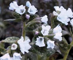 Image result for Pulmonaria officinalis