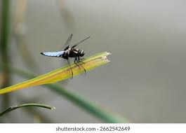 Attēlu rezultāti vaicājumam “Libellula depressa male”