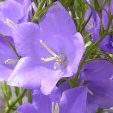 Attēlu rezultāti vaicājumam “Campanula patula fruit”