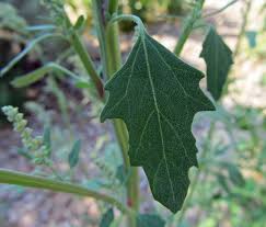 Image result for Chenopodium album