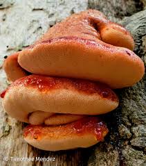 Attēlu rezultāti vaicājumam “Fistulina hepatica”