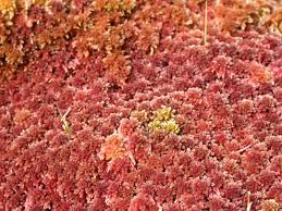 Attēlu rezultāti vaicājumam “Sphagnum rubellum”