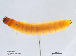 Attēlu rezultāti vaicājumam “Elateridae larva”