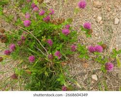 Attēlu rezultāti vaicājumam “Trifolium pratense”