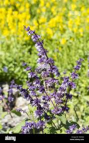 Attēlu rezultāti vaicājumam “Salvia verticillata”