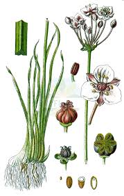 Attēlu rezultāti vaicājumam “Butomaceae”