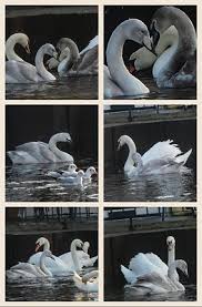 Image result for South Yorkshire Swans