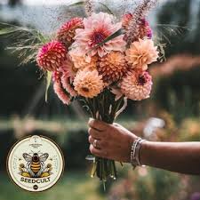 Image result for Dahlia x pinnata `Pompon Lilliput`