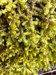 Attēlu rezultāti vaicājumam “Porella platyphylla”