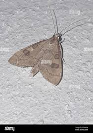 Attēlu rezultāti vaicājumam “Udea fulvalis”