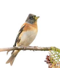 Attēlu rezultāti vaicājumam “Fringilla montifringilla”