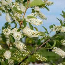 Attēlu rezultāti vaicājumam “Fraxinus pennsylvanica male flower”