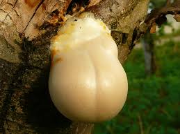 Attēlu rezultāti vaicājumam “Lycogala confusum”