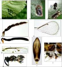 Attēlu rezultāti vaicājumam “Argidae”