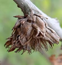 Attēlu rezultāti vaicājumam “Andricus foecundatrix”