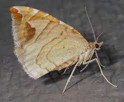 Attēlu rezultāti vaicājumam “Eulithis mellinata”