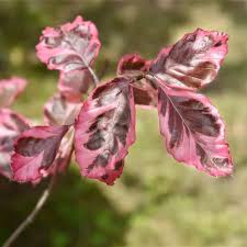 Attēlu rezultāti vaicājumam “Fagus sylvatica fo. purpurea leaf”
