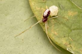 Attēlu rezultāti vaicājumam “Neottiura bimaculata female”