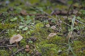 Attēlu rezultāti vaicājumam “Arrhenia spatulata”