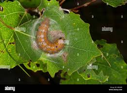 Attēlu rezultāti vaicājumam “Clostera curtula”