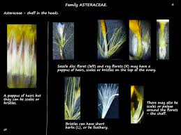 Attēlu rezultāti vaicājumam “Asteraceae”