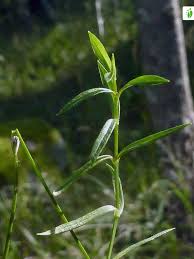 Attēlu rezultāti vaicājumam “Stellaria longifolia”