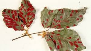 Attēlu rezultāti vaicājumam “Acalitus longisetosus”