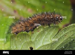 Attēlu rezultāti vaicājumam “Phragmatobia fuliginosa larva”