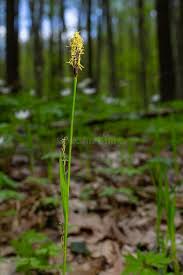 Attēlu rezultāti vaicājumam “Carex pilosa flower”