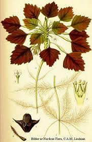 Attēlu rezultāti vaicājumam “Trapa natans”