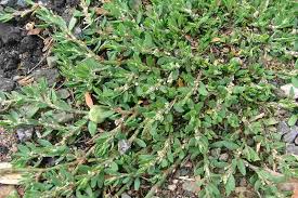 Attēlu rezultāti vaicājumam “Polygonum arenastrum leaf”