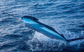 Image result for Kajikia albida