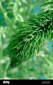 Attēlu rezultāti vaicājumam “Ceratophyllaceae”