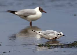 Attēlu rezultāti vaicājumam “Larus minutus adult”