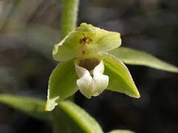Attēlu rezultāti vaicājumam “Epipactis helleborine flower”