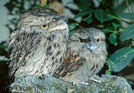 Attēlu rezultāti vaicājumam “Cribraria piriformis young”