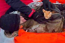 Image result for cat man