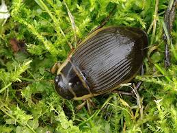 Attēlu rezultāti vaicājumam “Dytiscus marginalis”