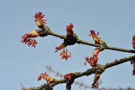 Attēlu rezultāti vaicājumam “Cercidiphyllum japonicum flower”