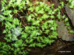 Attēlu rezultāti vaicājumam “Lemna trisulca”