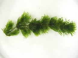 Attēlu rezultāti vaicājumam “Ceratophyllum demersum”