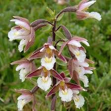 Attēlu rezultāti vaicājumam “Epipactis palustris flower”
