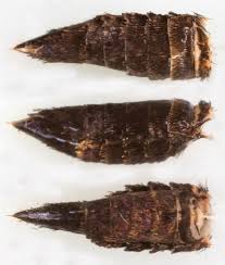 Attēlu rezultāti vaicājumam “Adela cuprella”