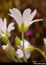 Attēlu rezultāti vaicājumam “Cerastium arvense flower”