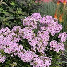 Image result for Phlox paniculata `Bright Eyes`